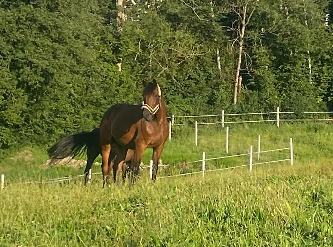 Διαμέρισμα Annahof *